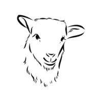 sheep vector sketch