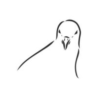 purebred pigeon vector sketch