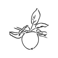 apple vector sketch