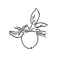 apple vector sketch