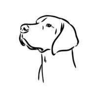 pointer dog vector sketch