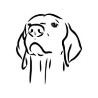 pointer dog vector sketch