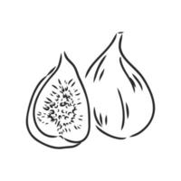 fig vector sketch