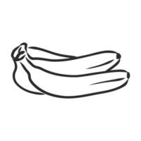 banana vector sketch