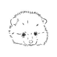 pomeranian vector sketch