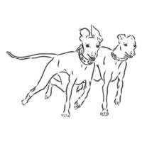 greyhound vector sketch