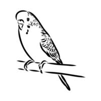 budgie vector sketch