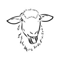 sheep vector sketch