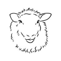 sheep vector sketch