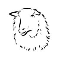 sheep vector sketch