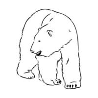 bosquejo del vector del oso polar