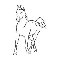 dibujo vectorial de caballo árabe vector