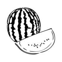 watermelon vector sketch