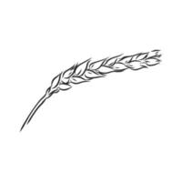 wheat vector sketch