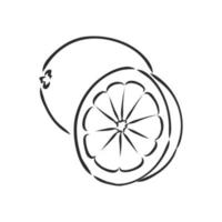 lemon vector sketch