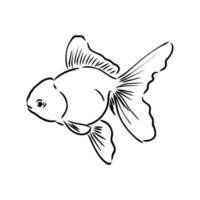 aquarium fish vector sketch