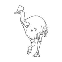 cassowary vector sketch