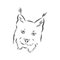 lynx vector sketch