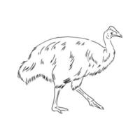 cassowary vector sketch
