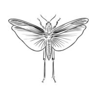 locust vector sketch