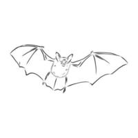 bat vector sketch