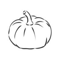 pumpkin vector sketch