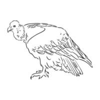 vulture vector sketch