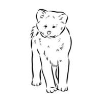 boceto vectorial de perro akita inu vector