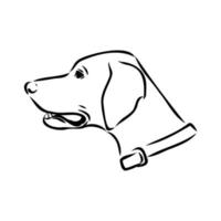 pointer dog vector sketch