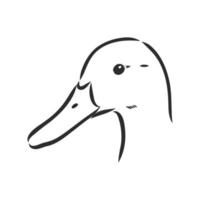 duck vector sketch