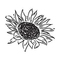 sunflower seeds vector sketch