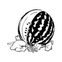 watermelon vector sketch