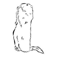 groundhog vector sketch