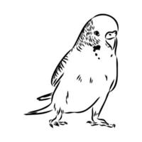 budgie vector sketch