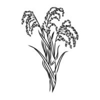 rice plant vector sketch
