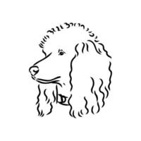 poodle dog vector sketch