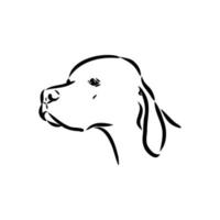 pointer dog vector sketch