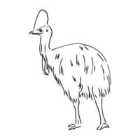 cassowary vector sketch