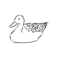 dibujo vectorial de pato vector