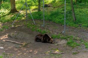 oso rescatado de personas en la reserva. foto