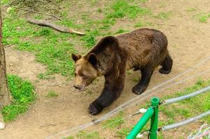 oso rescatado de personas en la reserva. foto