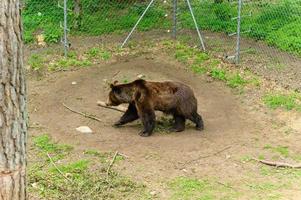 oso rescatado de personas en la reserva. foto