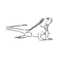 iguana vector sketch