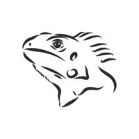 dibujo vectorial de iguana vector