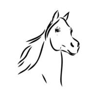 dibujo vectorial de caballo árabe vector