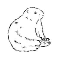 bosquejo del vector de la marmota