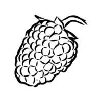 raspberry vector sketch