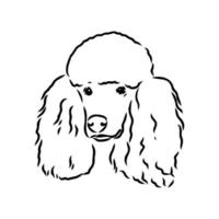 dibujo vectorial de perro caniche vector