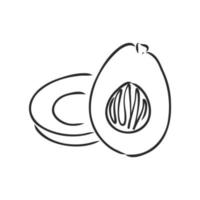 avocado vector sketch