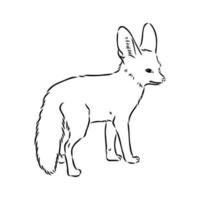 fox fenek vector sketch